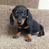 Dachshund