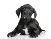 Great Dane