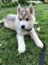 Husky