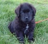 Newfoundland